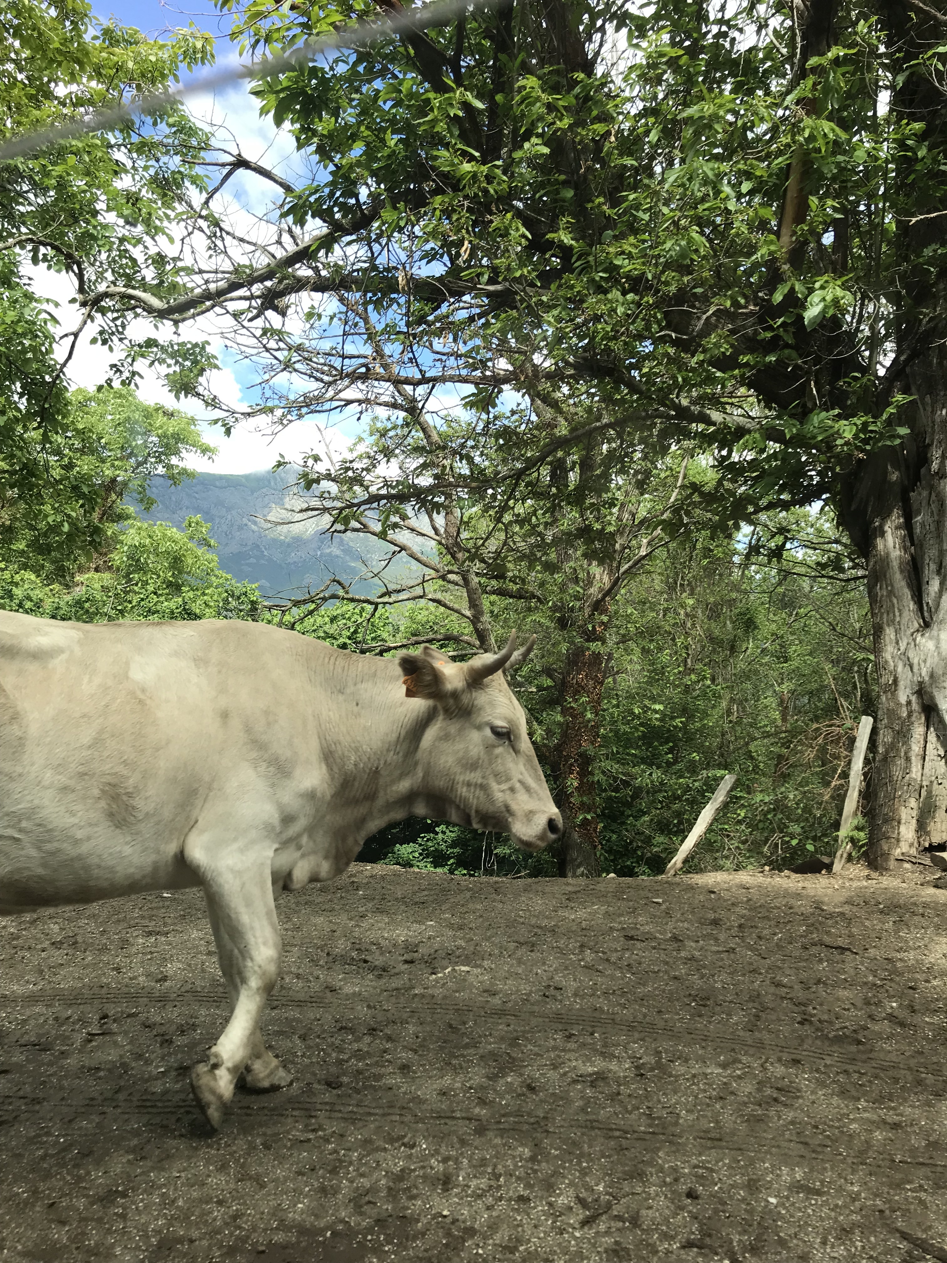 Nutztiere of Korsika