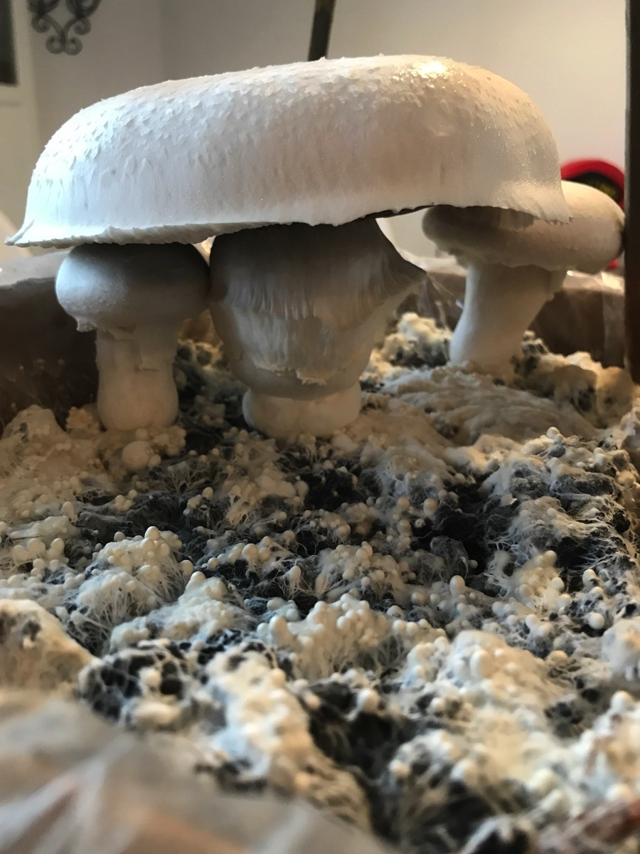 5.3.2021: Pilzfluencer 4