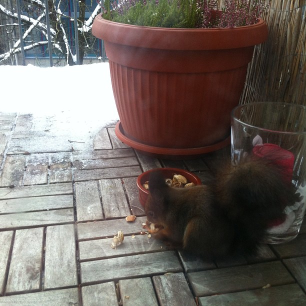 Der neue Nachbar kommt zum Fr&uuml;hst&uuml;ck vorbei.