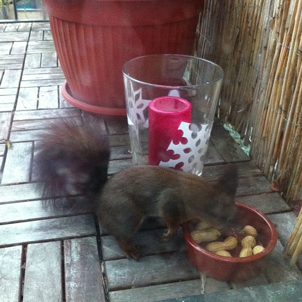 T&auml;glich gr&uuml;&szlig;t das Eichh&ouml;rnchentier