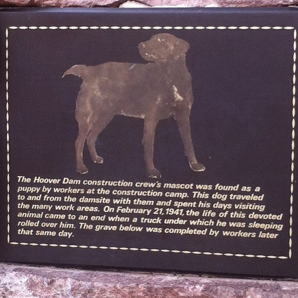 Dieser Hund hat den Hoover Damm quasi alleine aufgebaut. We salute you!