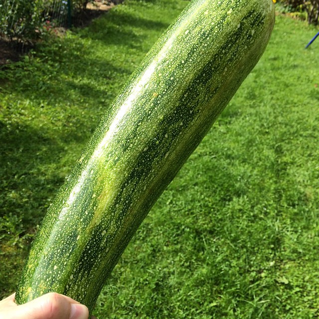 WTZ!? What the Zucchini!?