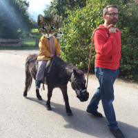 Alter Esel zieht die &auml;lteste Eselin im Stall. Es thront: die Prinzessin.