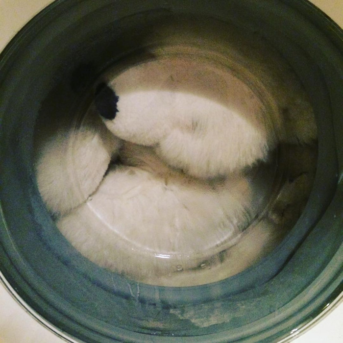 Heute ist Eisb&auml;rwaschtag