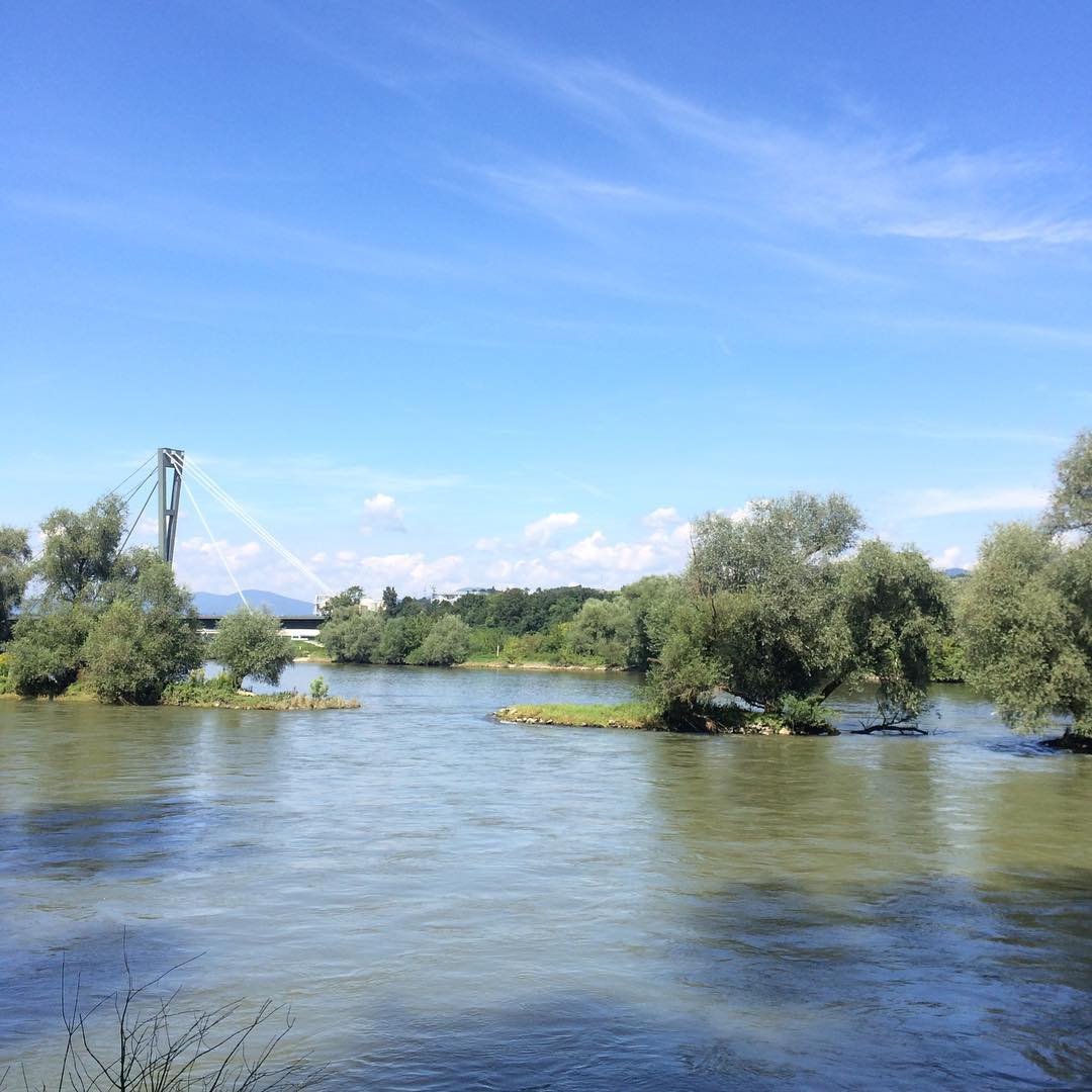 Das Isarm&uuml;ndungsgebiet ist bekannt f&uuml;r seine Artenvielfalt (Stechm&uuml;cken)