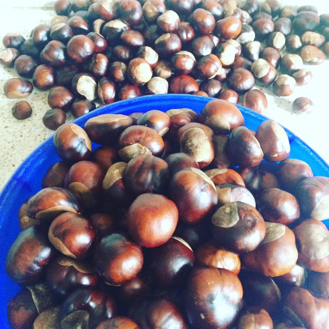 Kastanienernte des Kastanienbarons.