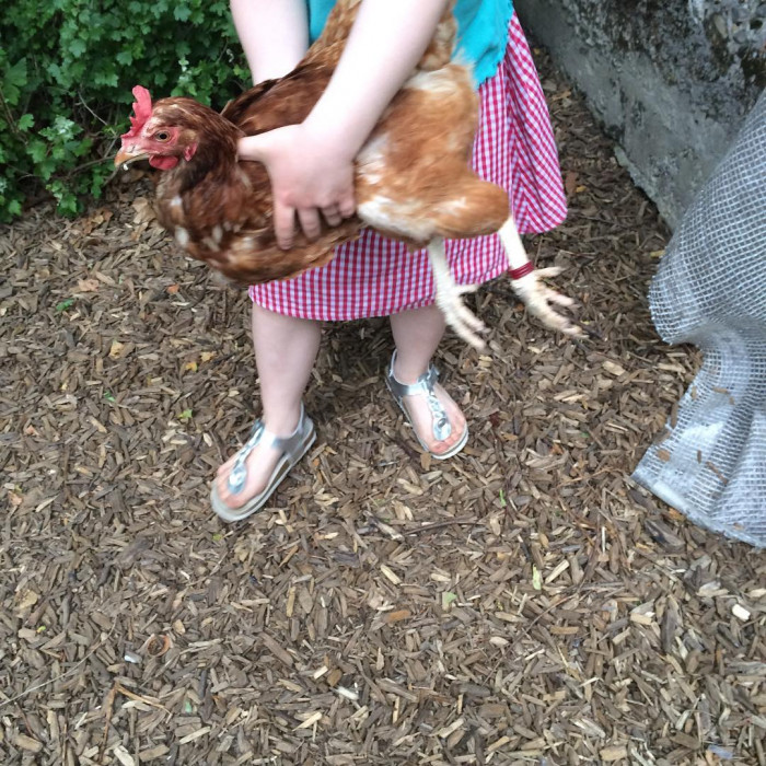 Auf dem Schulhof sind die H&uuml;hner los.