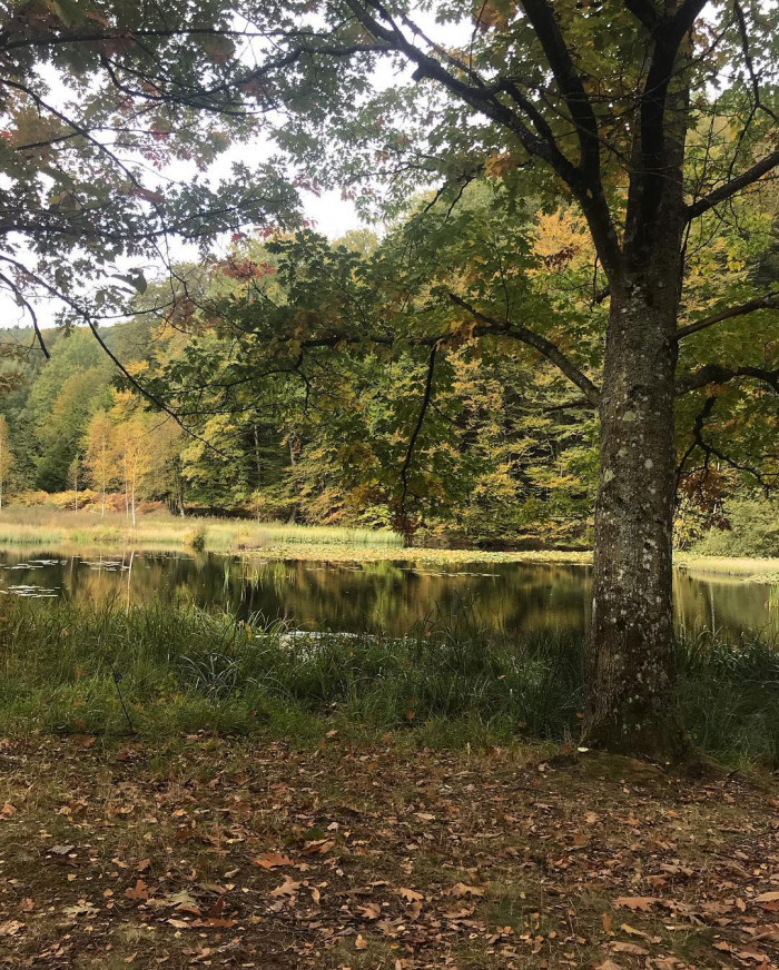 2 Tage lang im Pf&auml;lzer Wald rumgelaufen. &Uuml;berall im Wald stehen Felsen und alte Burgruinen. Abends i