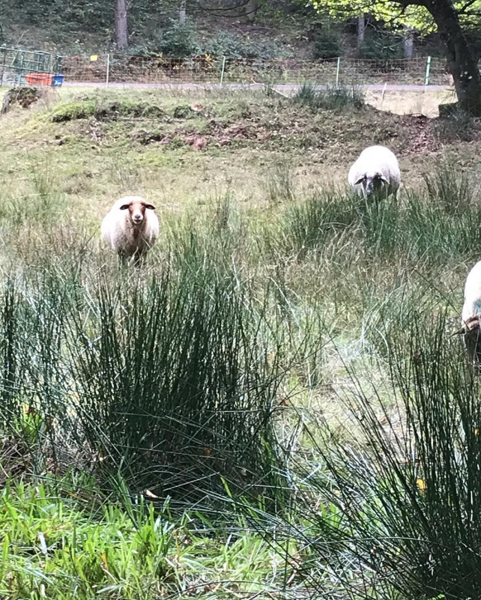 2 Tage lang im Pf&auml;lzer Wald rumgelaufen. &Uuml;berall im Wald stehen Felsen und alte Burgruinen. Abends i