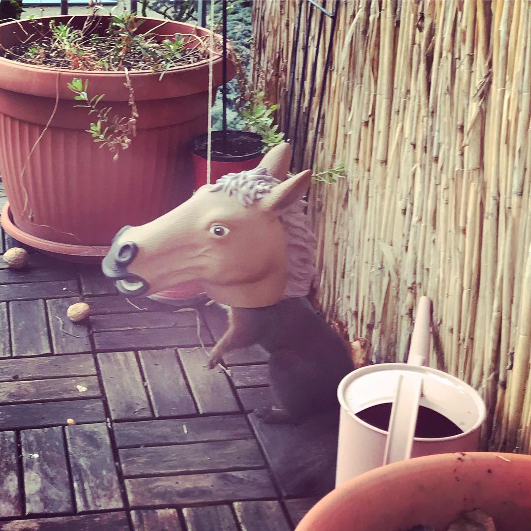 Das Jahr beginnt mit einem Eichh&ouml;rnchen im Pferdekopf.