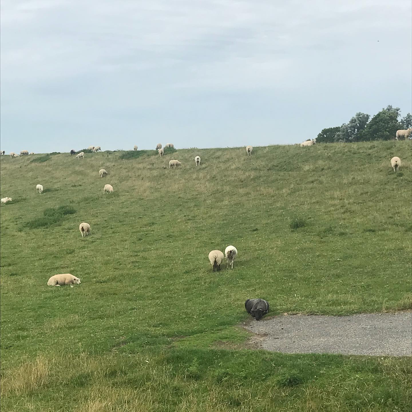 Tag 5: Von B&uuml;sum nach T&ouml;nning.  Windstill zuerst 20 Kilometer an der K&uuml;ste entlang. Ein andersfarbig