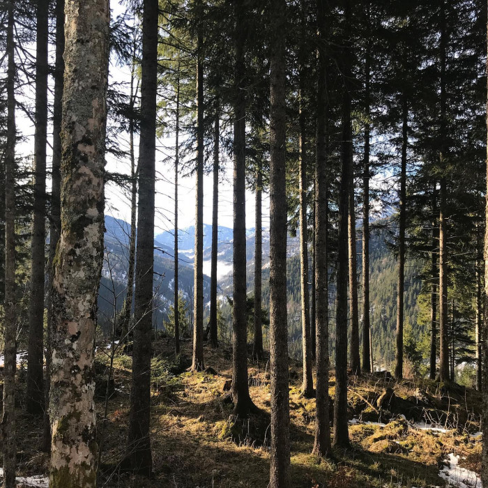 Mit BOB und Bus bis Spitzingsee. Dann Richtung Rotwandhaus. Der Schlittenweg ist leider wegen Lawine