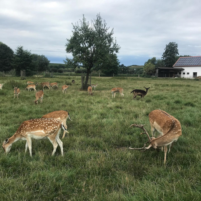 Fr&uuml;h am Morgen guckt noch kurz die Sonne durch. Aber die Sonnenblumen und das Rotwild lassen schon d