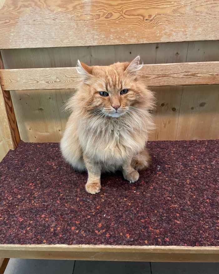 Hi, ich bin die Hauskatze vom Rotwandhaus.