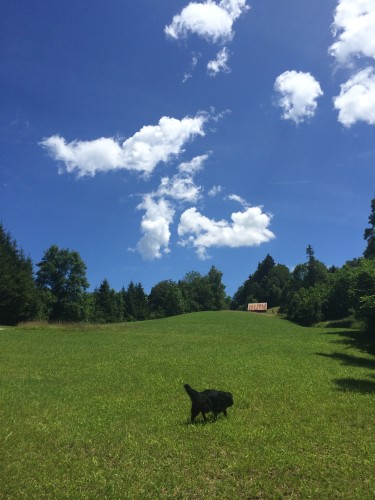 Ich weiss wie der Hund heisst.