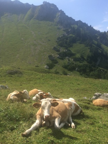 ... die Kühe halten Ausschau nach der Tochter.