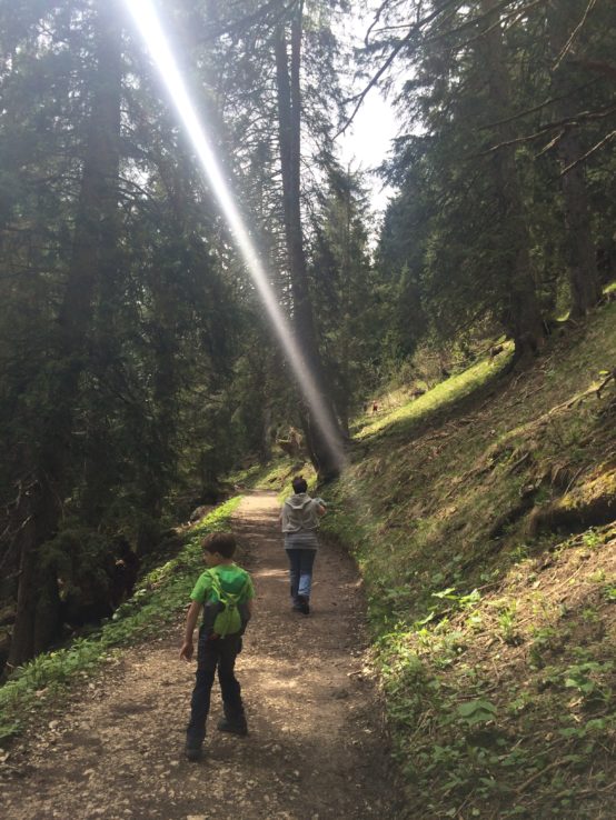 Es geht immer nach oben. Manchmal scheint die Sonne durch die Bäume.