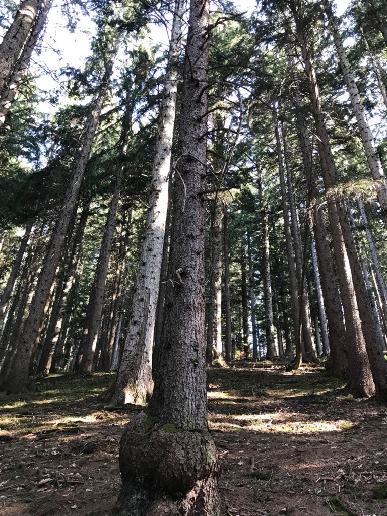 Le Waldsterben? Qu'est-ce que c'est?