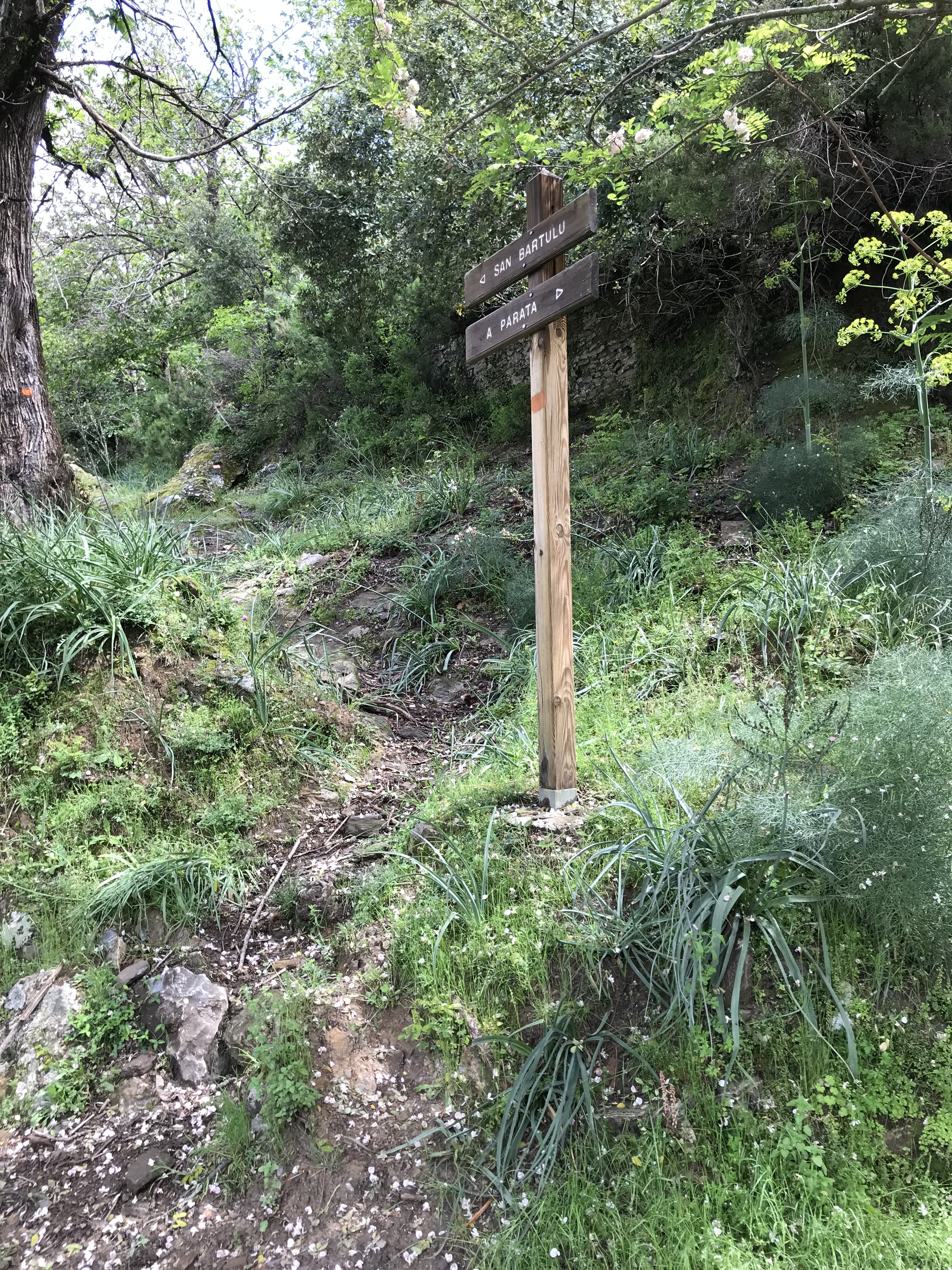 Direkt neben der kleinen Parkbucht zeight der Wegweise, wo es lang geht. Immer berghoch.